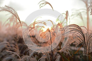 A sunlight seen throung delicate spicas grass