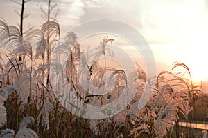 A sunlight seen throung delicate spicas grass