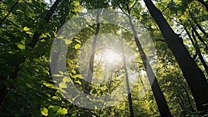 Sunlight seen through the treetops in the forest