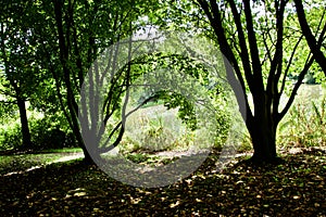 Sunlight shadows and the shape of the Trees