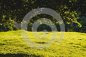 Sunlight shine through Green Spring Park with fresh grass and trees. Beautiful nature background