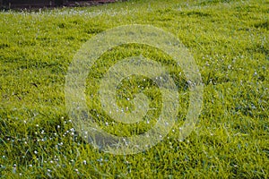 Sunlight shine through Green Spring Park with fresh grass and trees. Beautiful nature background