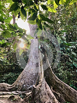 Sunlight shine through leaves into the forest