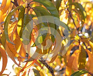 Sunlight shines through autumn gold peach leaves on tree