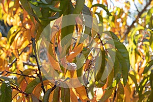 Sunlight shines through autumn gold peach leaves on tree