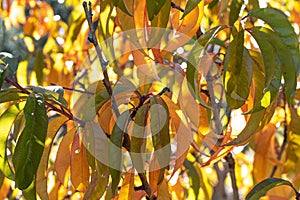 Sunlight shines through autumn gold peach leaves on tree