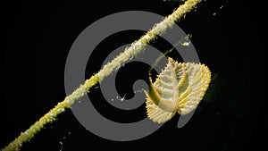 Sunlight shines on back leaf and branches with water droplets , dark background.