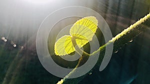 Sunlight shines on green leaf and branches with water droplets , half circle halo.