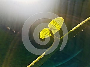 Sunlight shines on green leaf and branches with water droplets , half circle halo with dark background.