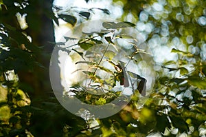 Sunlight shines through the leaves