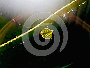 Sunlight shines on leaf and branches with water droplets and half circle halo.