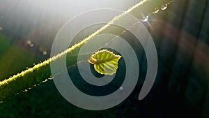 Sunlight shines on leaf and branches with water droplets , half circle halo.