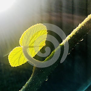 Sunlight shines on leaf and branches with water droplets and half circle halo. square photo image.