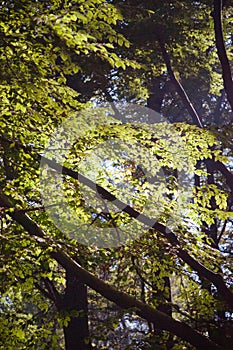 Sunlight shines between the leaves in the forest photo