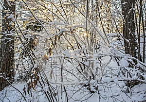 Sunlight shines through the snow-covered branches of the bushes