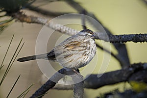 Sunlight shines on a song sparrow