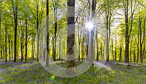 Sunlight shines through trees in bluebell woods