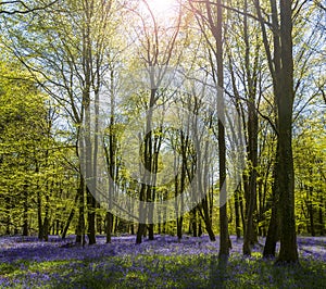 Sunlight shines through trees in bluebell woods