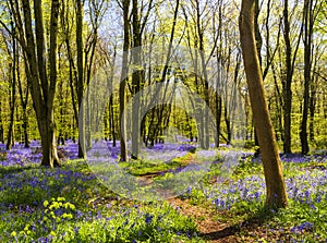 Sunlight shines through trees in bluebell woods