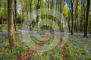 Sunlight shines through trees in bluebell woods