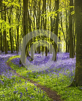 Sunlight shines through trees in bluebell woods