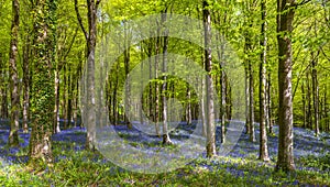 Sunlight shines through trees in bluebell woods