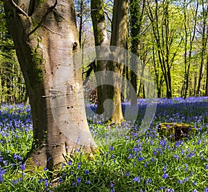 Sunlight shines through trees in bluebell woods