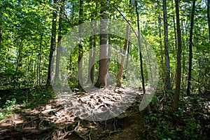 Sunlight shines on a woodland hiking trail covered with large tree roots