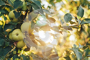 Sunlight shining through branch with green apples