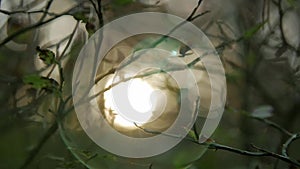 Sunlight shining through the branches , natural blurred background, Nature abstract background.