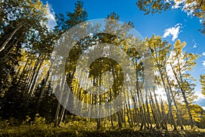 Sunlight shining through colorful forest of aspen trees