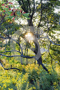 Sunlight shining through gnarly tree and yellow wilderness in fa