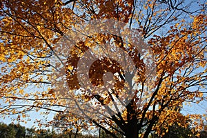 Sunlight Shining through a Golden Maple Tree