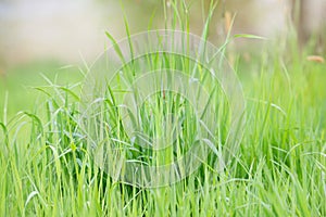 Sunlight is shining through the grassland, meadow in sunshine, farming in the coutryside, rural scene, spring and summer