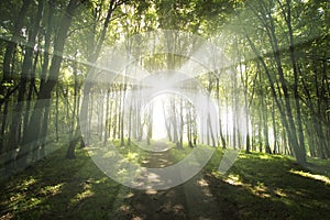 Sunlight shining in green forest