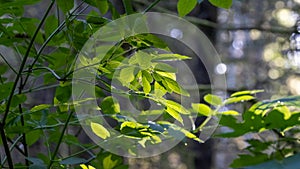 sunlight shining through green leaves in dark forest