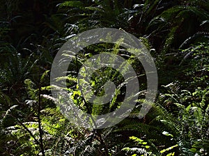 Sunlight shining on the leaves of a western swordfern plant in old forest in Lighthouse Park, West Vancouver, Canada. photo