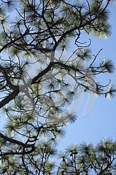 Sunlight shining off pine needles at Shingle Creek Regional Park