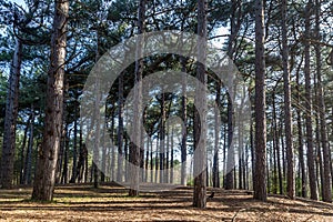 Sunlight shining through pine woodland, at Formby in Merseyside