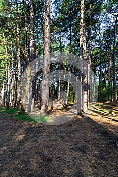 Sunlight shining through pine woodland, at Formby in Merseyside