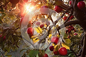 sunlight shining on red apples in tree branches