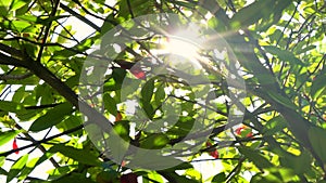 Sunlight shining and the sun flaring and glinting through the red and green leaves and branches of a tree