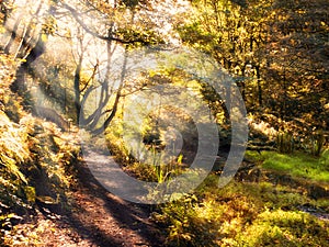 Sunlight shining though golden autumn trees in woodland with a path following a tranquil river