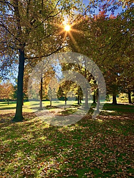 Sunlight shining through trees