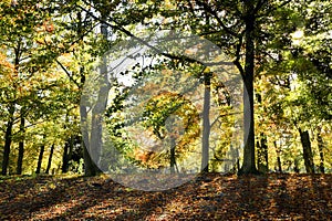 Sunlight shining through the trees