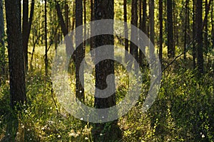 Sunlight shining through trees in swamp