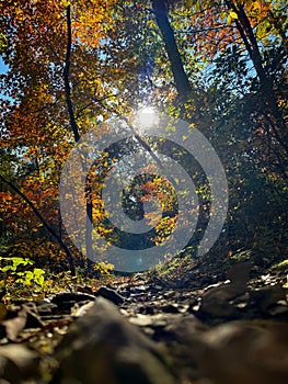 sunlight shining through the trees into the woods in autumn, shot from below