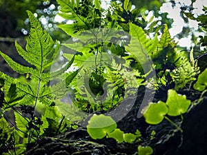 Sunlight shining through tropical forrest leaves