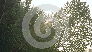 Sunlight shinning through Evergreen Coniferous Leaves. Sunset Sun light coming from green leaf. High quality stock video footage.