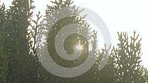 Sunlight shinning through Evergreen Coniferous Leaves. Sunset Sun light coming from green leaf. High quality stock video footage.